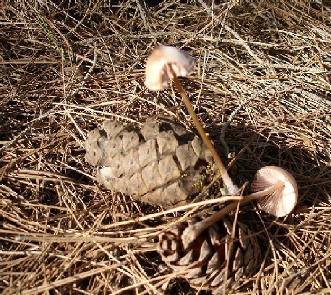 Russula torulosa,Lactarius acerrimus, Rhodocybe fallax e ??